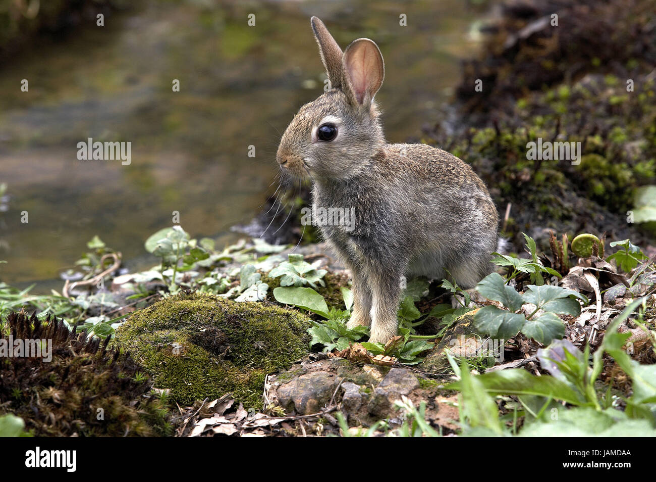 Wild rabbits,Oryctolagus cuniculus,young animal,Normandy, Stock Photo