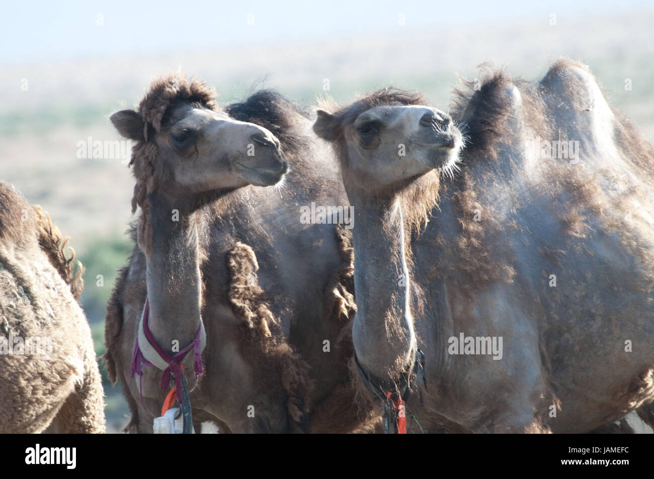 Kazakhstan,camels in the steppe Stock Photo - Alamy