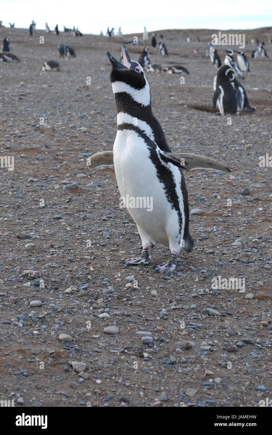 penguin Stock Photo