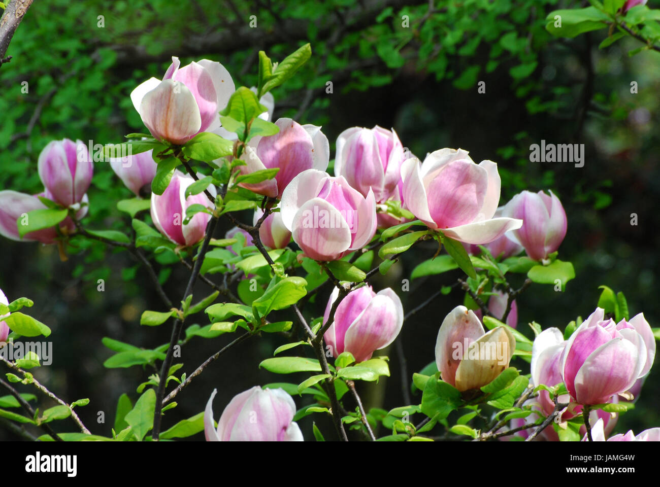 Magnolia,blossoms,tree, Stock Photo