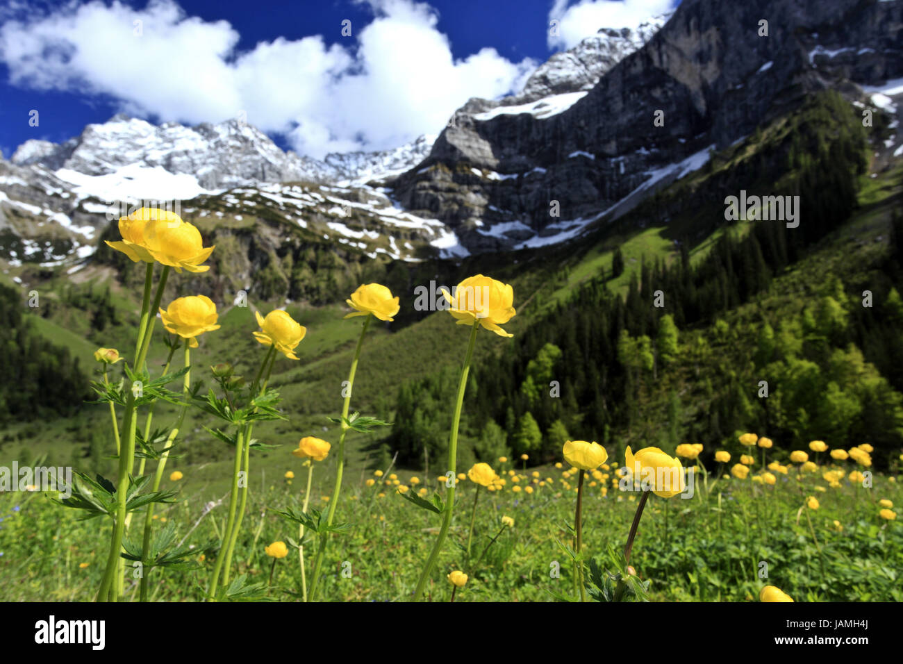Austria,Tyrol,Karwendelgebirge,narrow valley,troll flowers,Trollius
