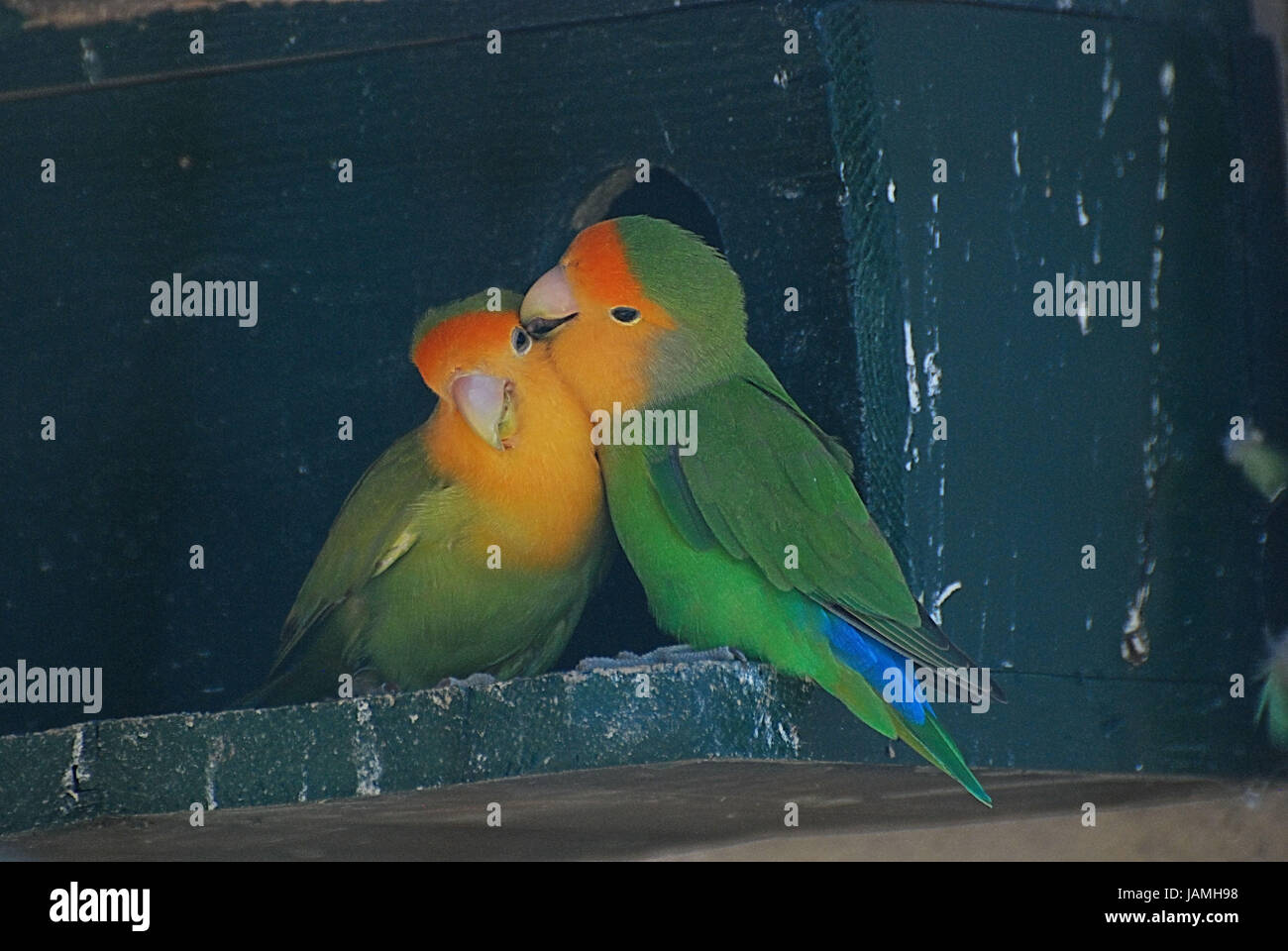 Parrotsinseparableaviary Parrotsinseparableaviary