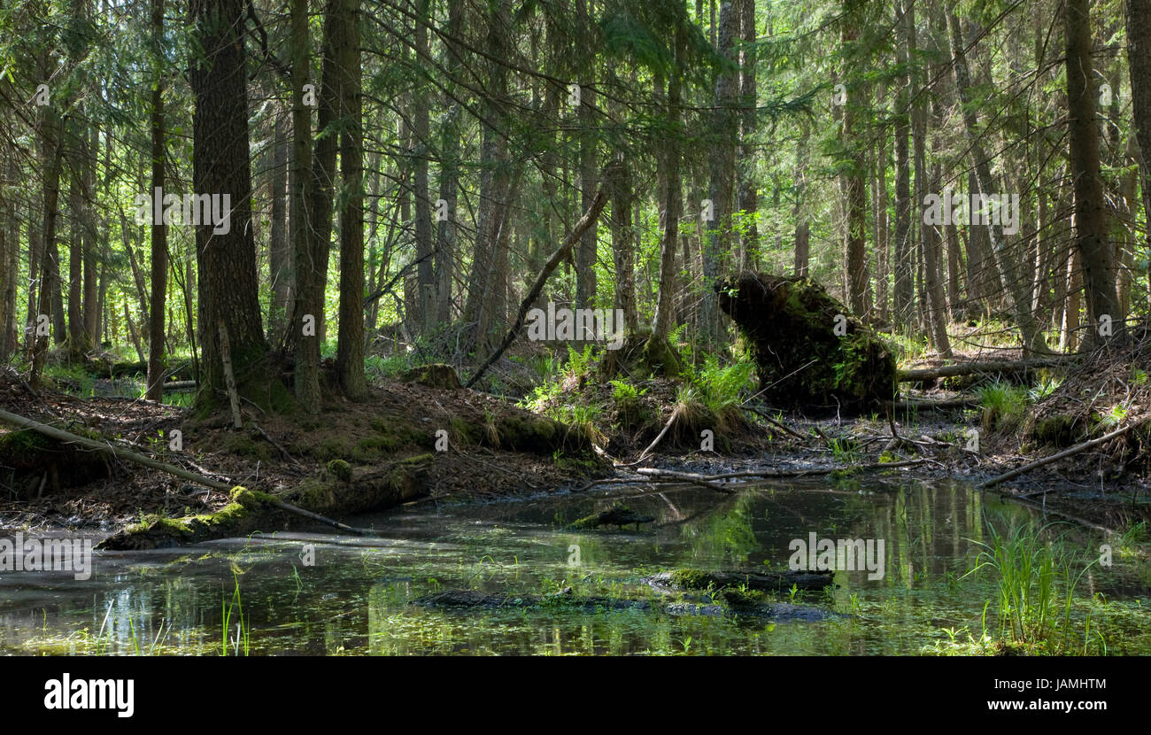 Springtime alder bog stand with standing water Stock Photo Alamy