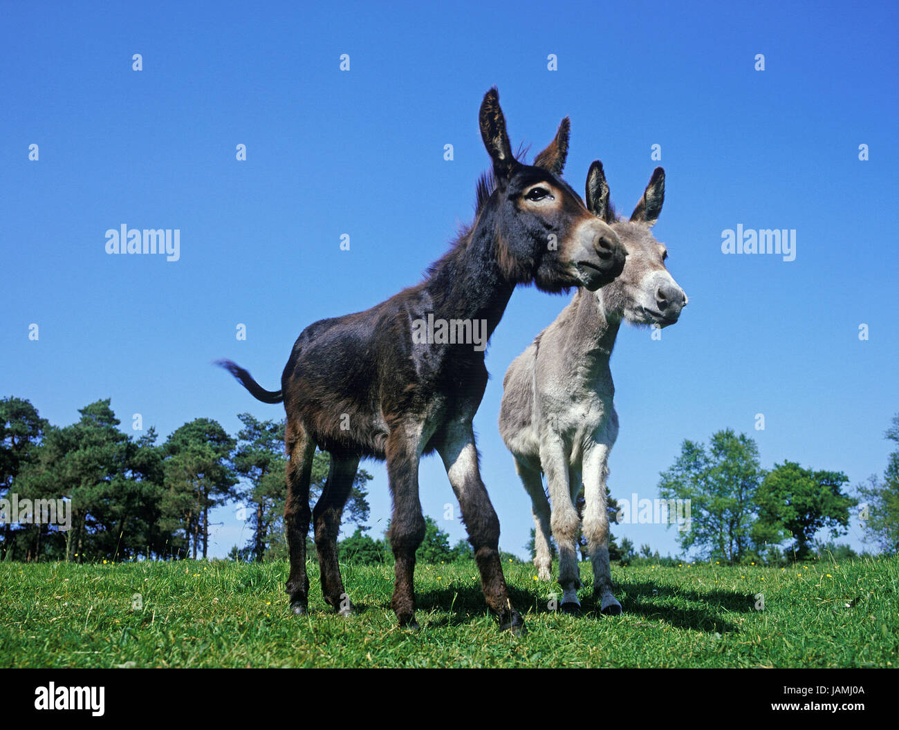 French donkey hi-res stock photography and images - Alamy