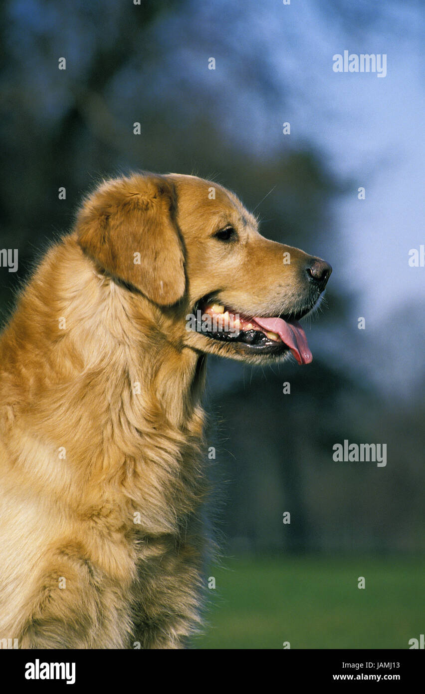 Golden retriever,dog,portrait,at the side Stock Photo - Alamy
