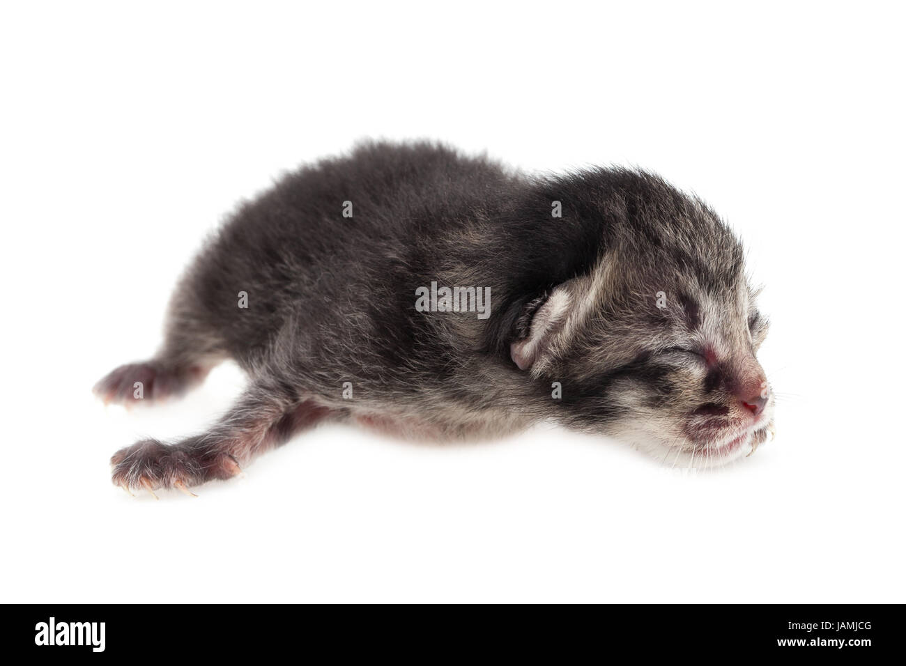 Born grey cat isolated on white background Stock Photo Alamy