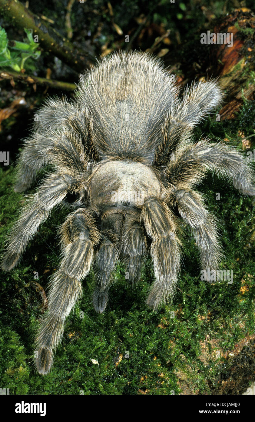 Spider,Theraphosa spec.,species,South Africa, Stock Photo