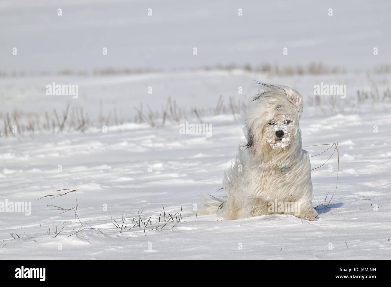 Ein Hund sitzt im Schnee mit Schneeklumpen im Fell, dabei weht ein eiskalter Wind. Stock Photo