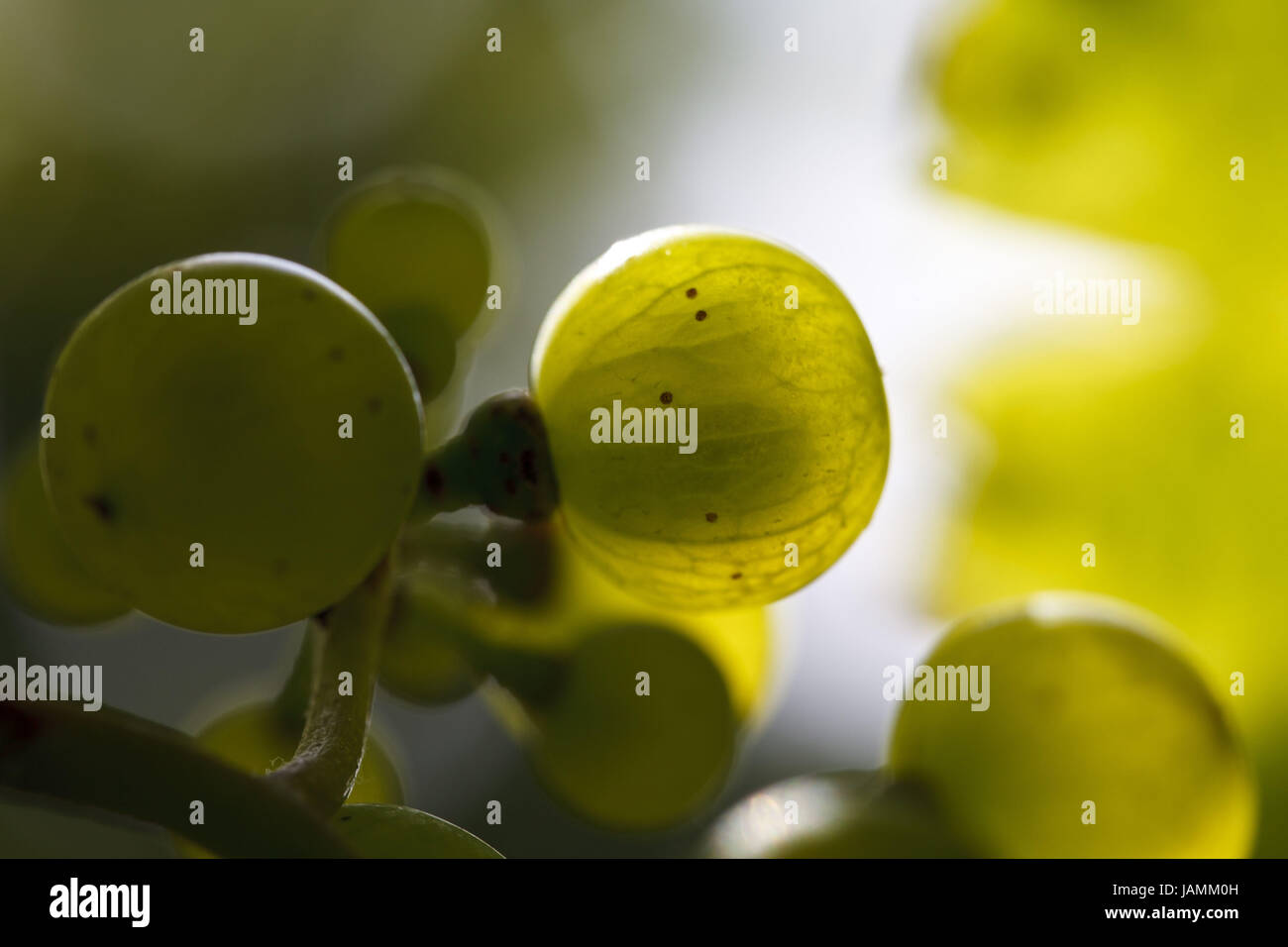 White riesling grape hi-res stock photography and images - Alamy