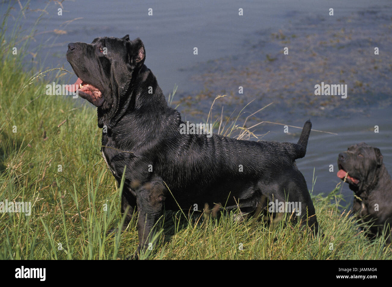 Neapolitan mastiff,race state kind,docked ears, Stock Photo