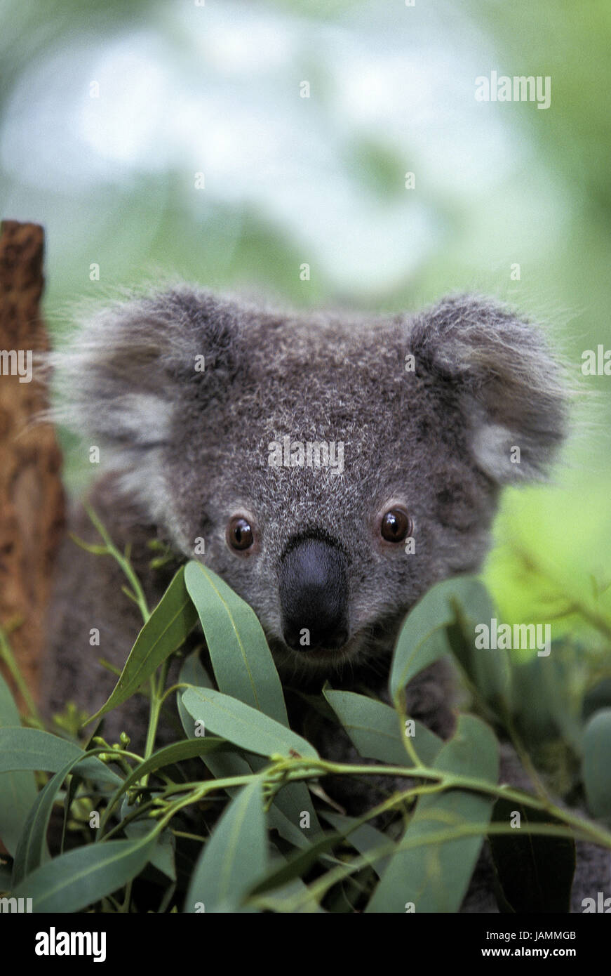 Koala head hi-res stock photography and images - Alamy