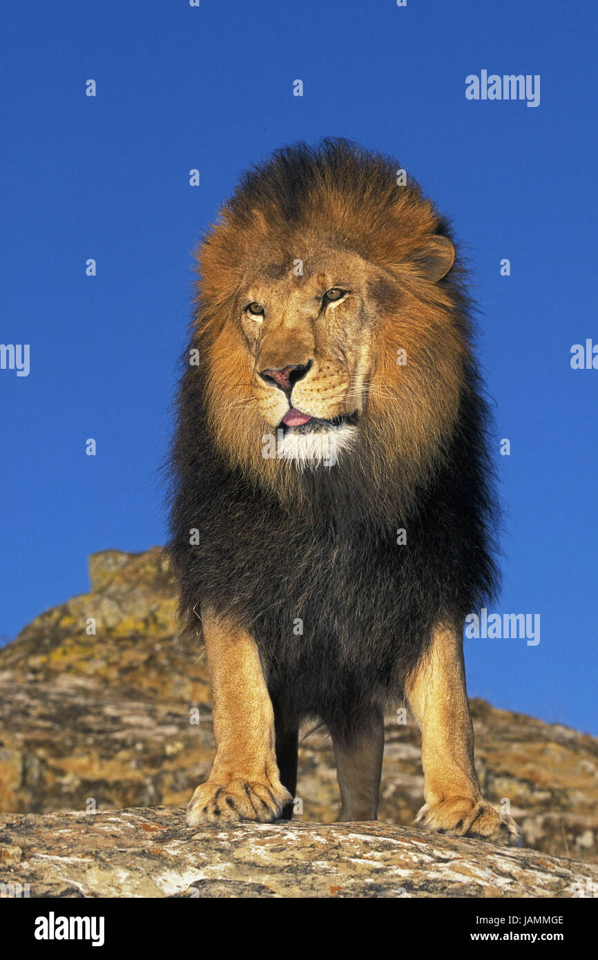 Lion,Panthera leo,rocks, Stock Photo