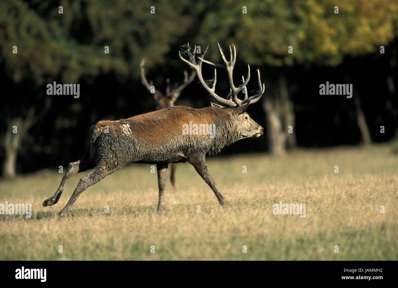 Red deer,Cervus elaphus,little men,rutting season, Stock Photo