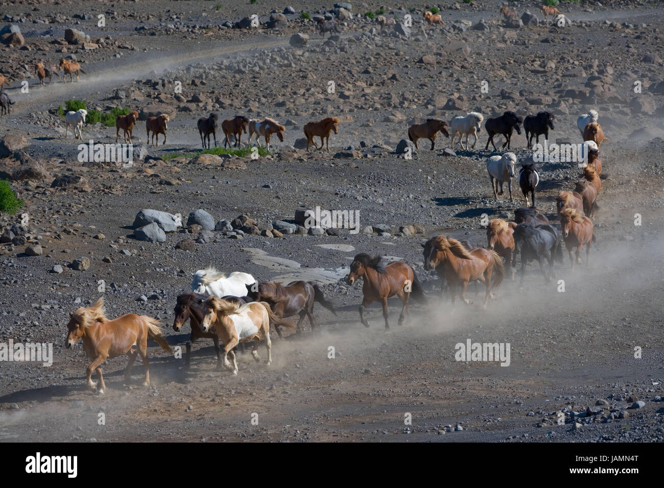 Iceland,Akureyri,Iceland horses,focuses,run,ride out one after the other,Iceland,destination,animals,mammals,benefit animals,scenery,scanty,stony,rocky,tourism,excursion,scanty,drily,horse's focuses,horses,dust,dusty,dryness,wild animals,wild horses, Stock Photo