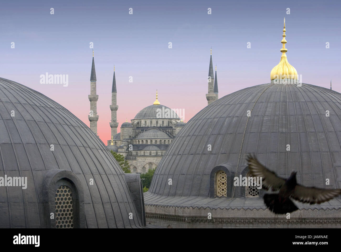 Turkey,Istanbul,Hagia Sophia,Ayasofya museum,domes,detail,town,city,metropolis,culture,tourism,place of interest,structure,architecture,landmark,historically,UNESCO-world cultural heritage,architecture,domed building way,pigeon,Vogel,fly,dusk, Stock Photo