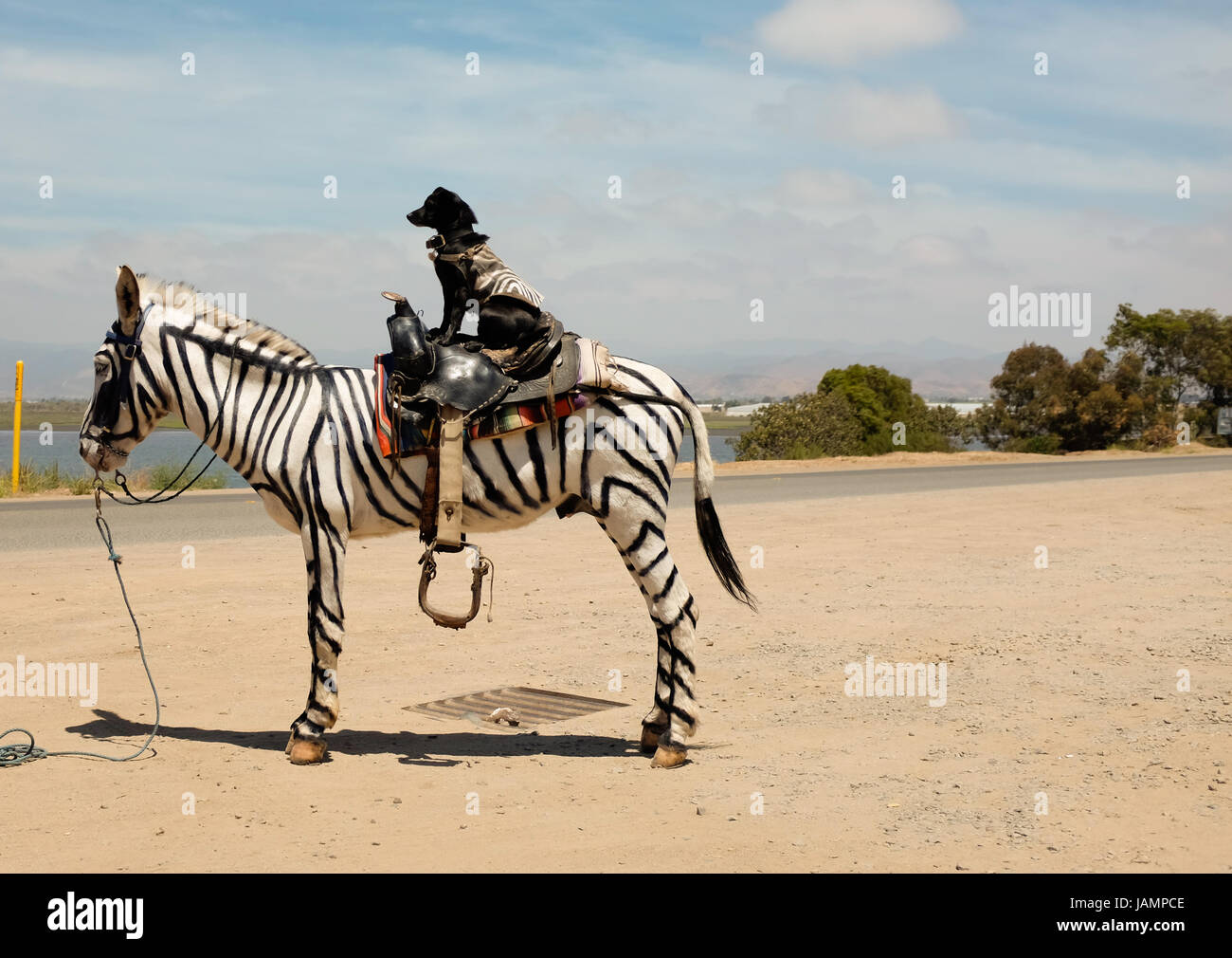Dog with zebra jacket riding a horse spray painted to look like a zebra on the side of the road