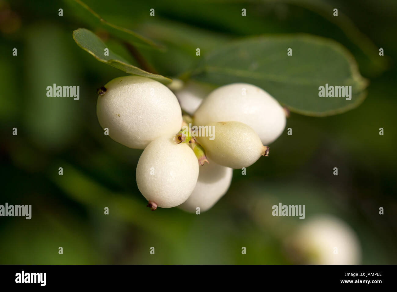 Close up picture of some common snowberries Stock Photo