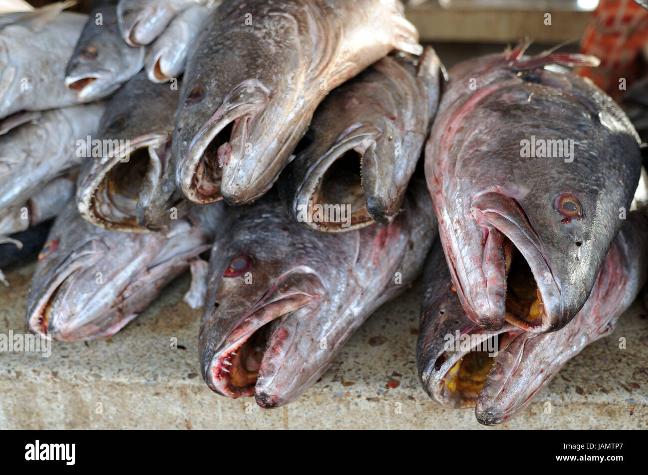 Mauritania,Nouakchott,fish market,fish,deadly,detail,Africa,West Africa,town,capital,market,economy,trade,sales,bloody,mouths,openly, Stock Photo