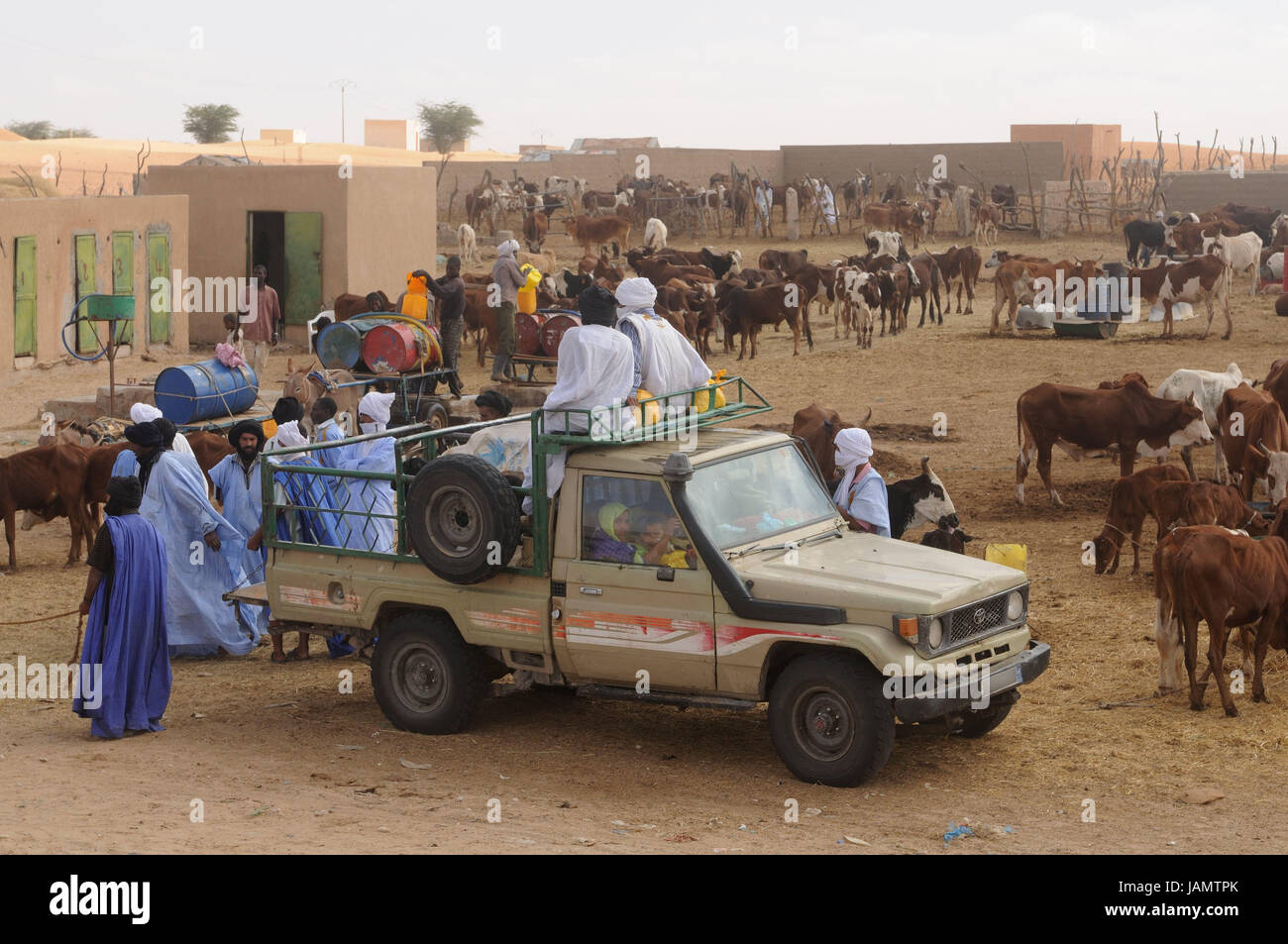 Mauritania,Nouakchott,animal market,bedouin,truck,cortexes,Africa,West Africa,town,capital,economy,trade,market,camel purchase,discussion,sales,sales talks,men,people,locals,Darrah,Boubou,turbans,conversation,animal trade,traditionally,animals, Stock Photo