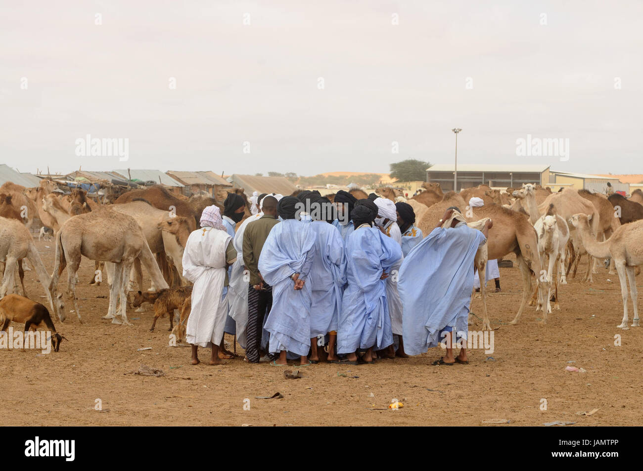Mauritania,Nouakchott,camel market,bedouin,camels,Africa,West Africa,town,capital,economy,trade,market,camel purchase,discussion,sales,sales talks,men,people,locals,Darrah,Boubou,turbans,conversation,animal trade,traditionally, Stock Photo