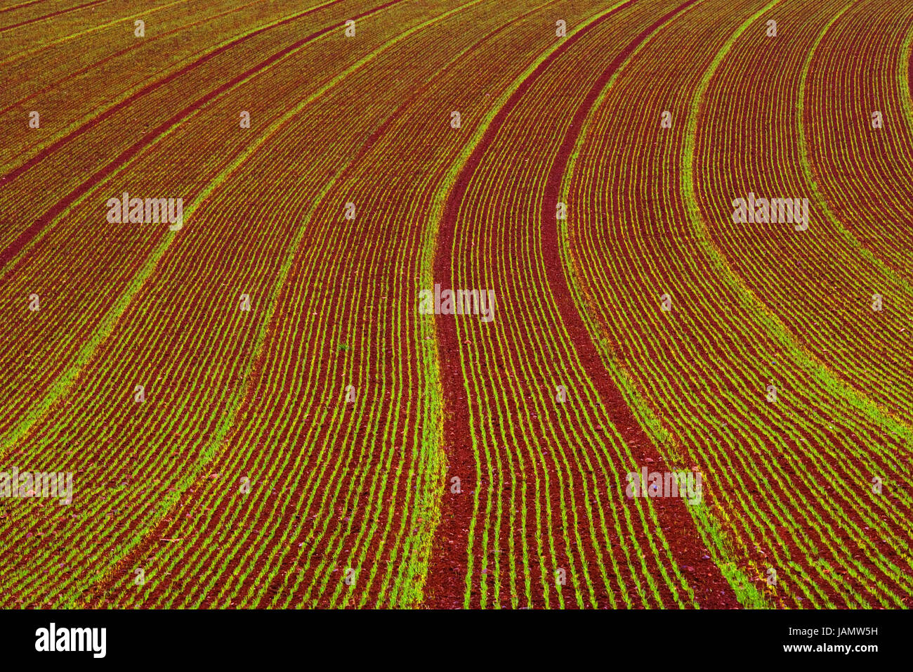 Field,seedlings,[M],economy,agriculture,field economy,agriculture,annex,cultivation,plants,little plants,instincts,small,young,useful plants,samples,series,sowing series,lines,green,red,colours,curved,bend,growth,nobody,background, Stock Photo