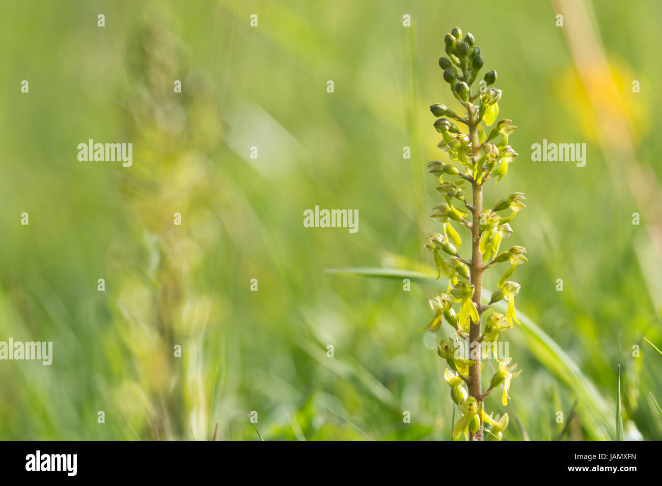 Common Twayblade, Listera cordata, in a meadow Stock Photo