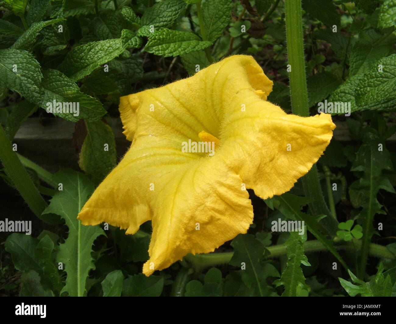 Flower of the Butternut Squash plant Stock Photo Alamy
