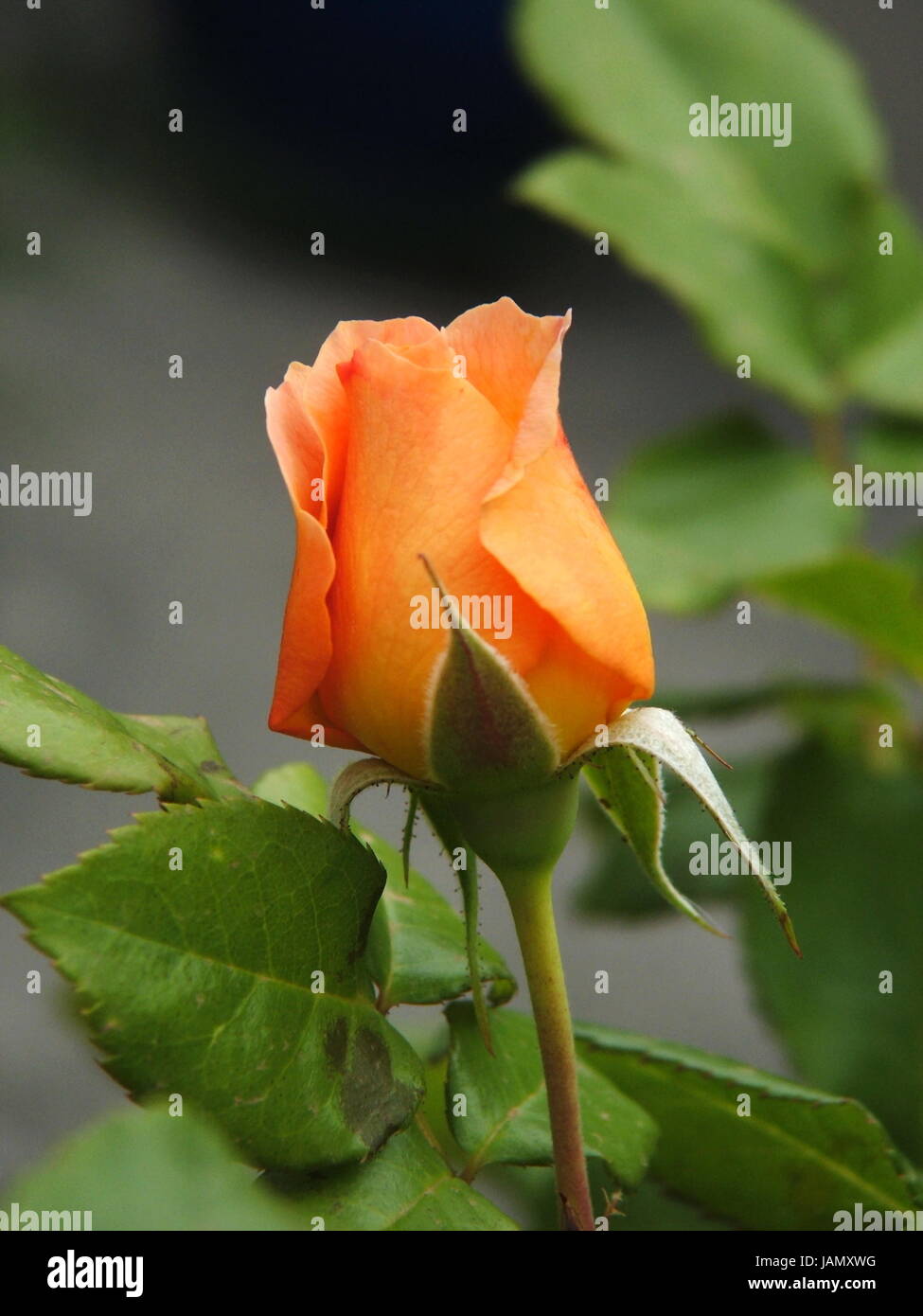 Slim dusty rose hi-res stock photography and images - Alamy