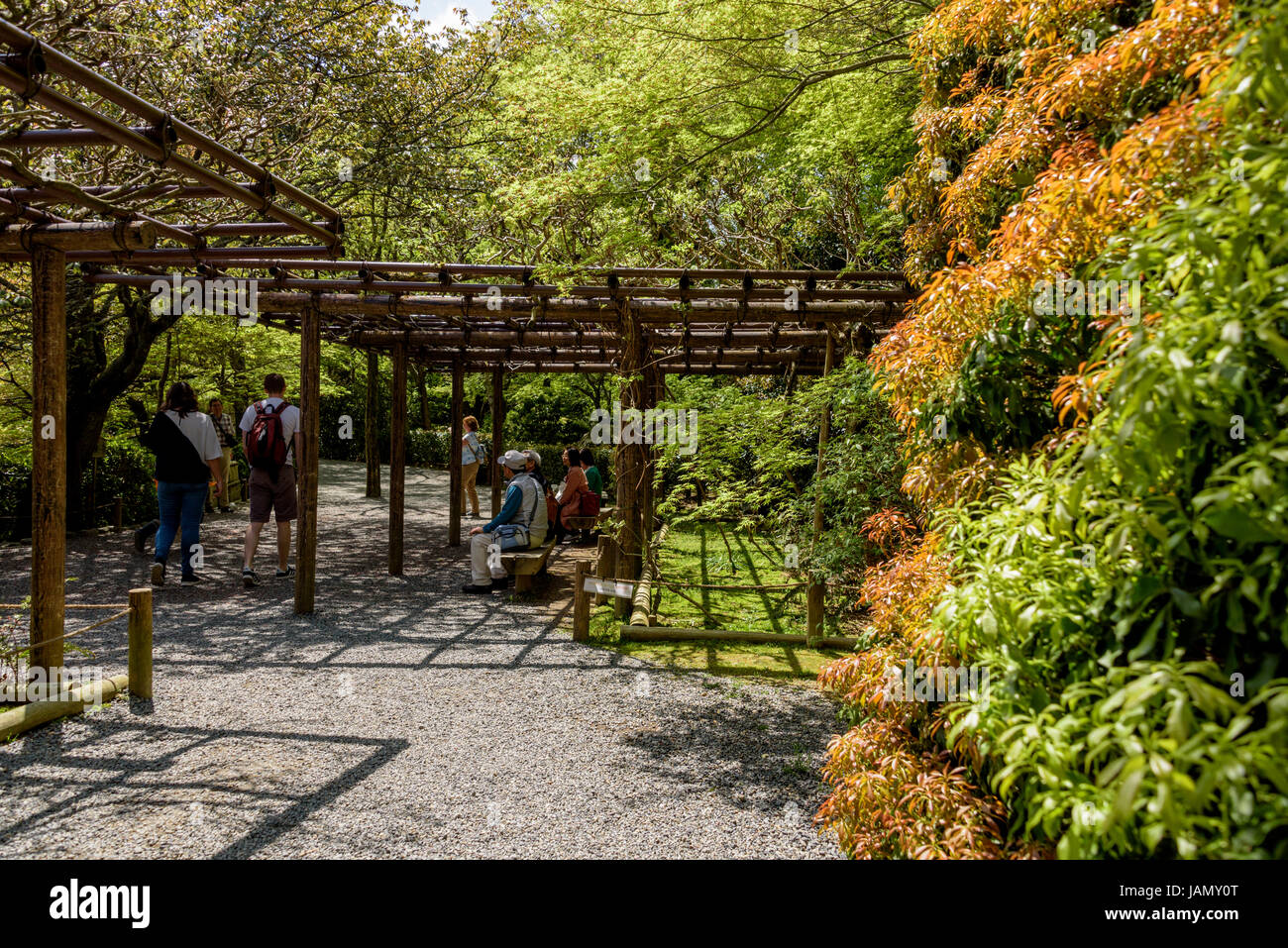 Pergola plant supports, offering shade and a seated area. Ryoanji gardens. Stock Photo