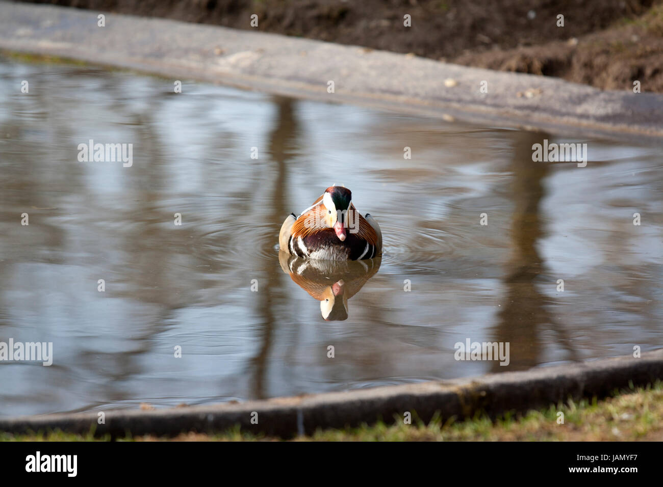 bunte Ente in einem Teich beim schwimmen Stock Photo Alamy