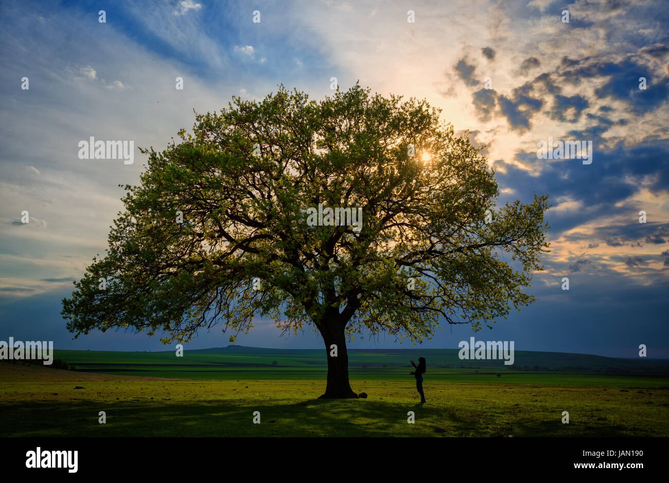 Beautiful and old Oak at the sunset and woman near the tree Stock Photo ...