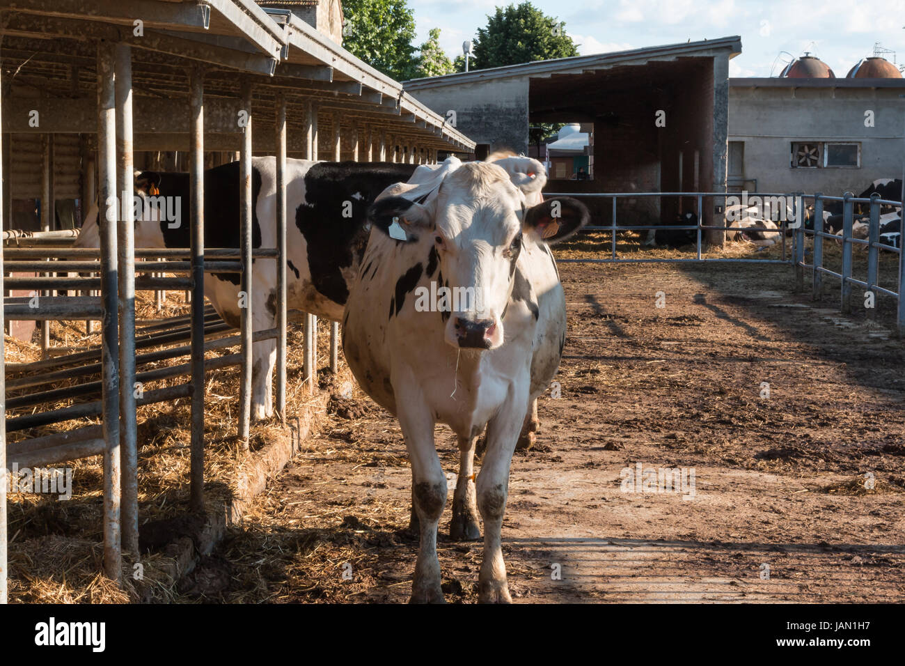 Black and White Cow Standing in the Paddock in Farm Stock Photo - Alamy
