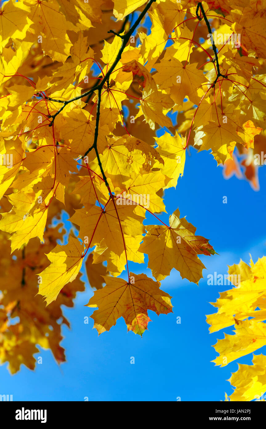 yellow leaves Stock Photo