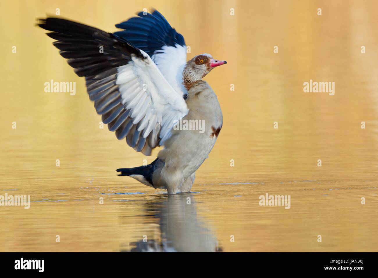 alopochen aegyptiacus anseriformes Stock Photo