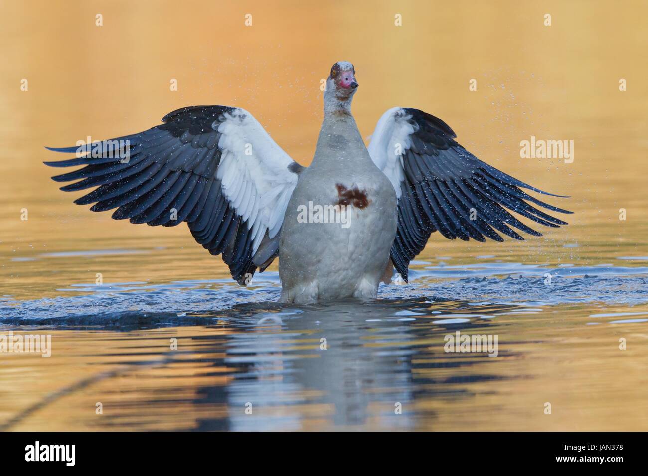 nilgans Stock Photo