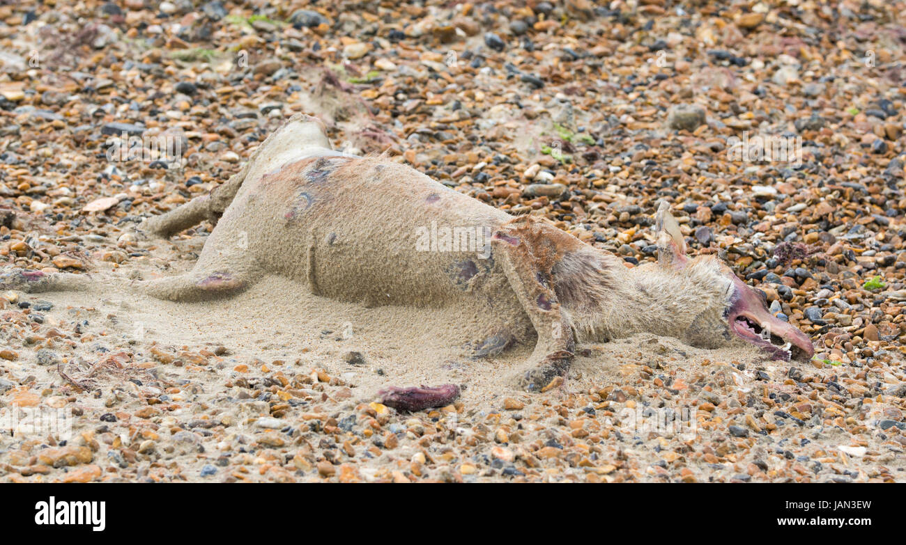 Dead fox. Decomposing fox washed up on a beach and decaying. Stock Photo
