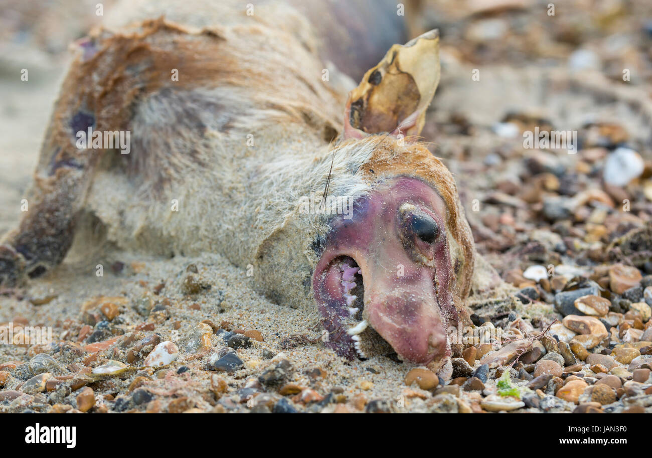 Decomposing fox. Dead fox washed up on a beach and decaying. Stock Photo