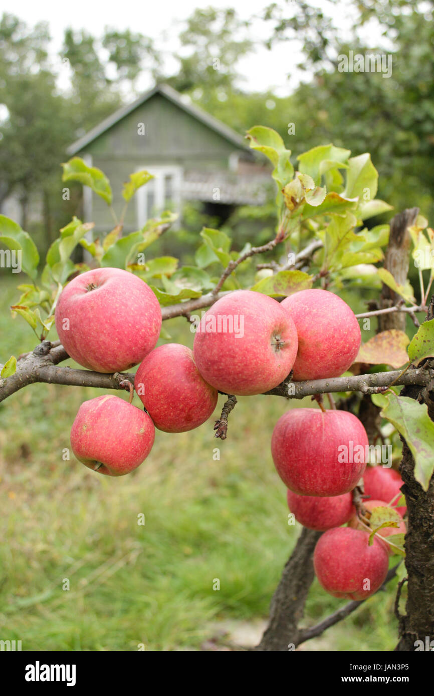very tasty and ripe apples hanging on the tree Stock Photo - Alamy