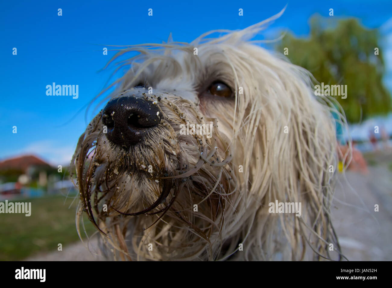 Eine schmutzige Hunde Nase voller Sand, die Augen verlieren sich schon in der Unschärfe Stock Photo