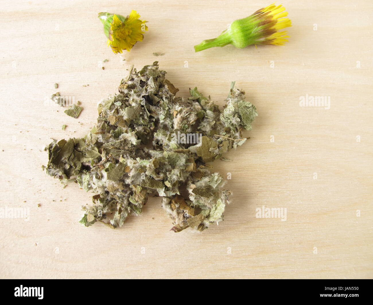 huflattichkraut,farfarae folium Stock Photo