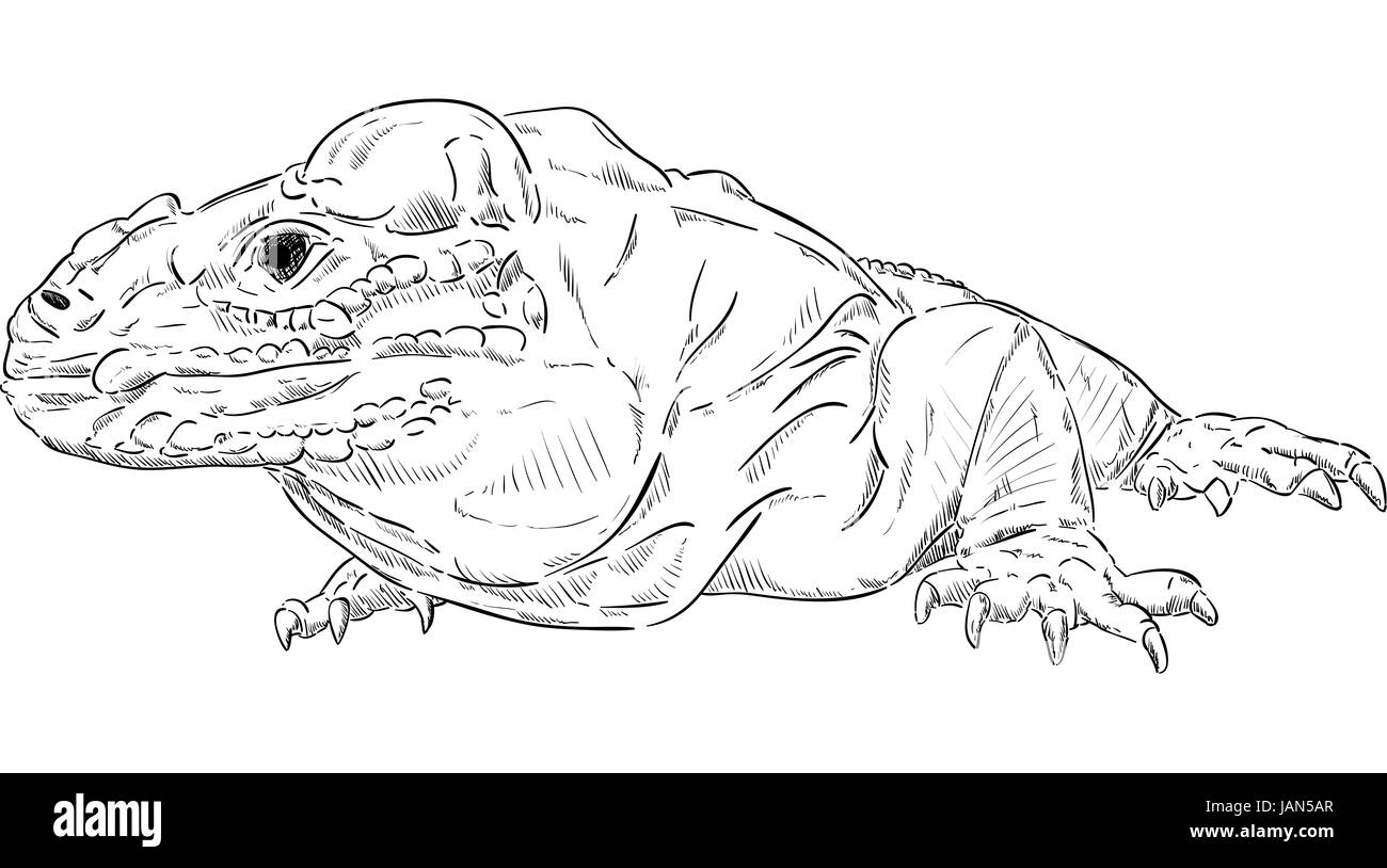 vector - Varan ( Komodo dragon ) , isolated on background Stock Photo ...