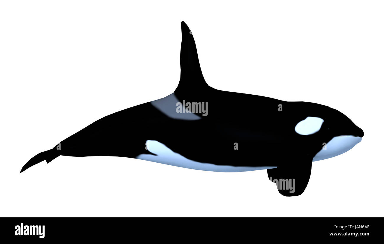 3D rendering of a killerwhale, orcinus orca isolated on white ...