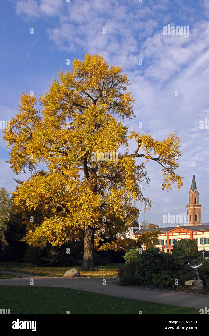 head of a tree bathing Stock Photo