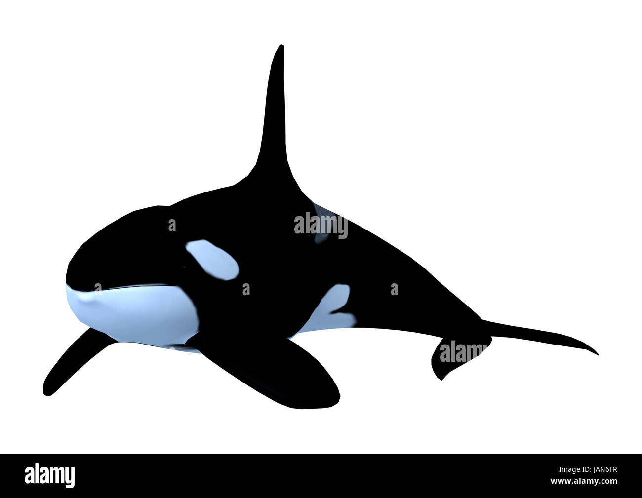 3D rendering of a killerwhale, orcinus orca isolated on white ...