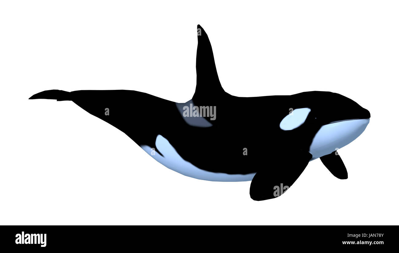 3D rendering of a killerwhale, orcinus orca isolated on white ...