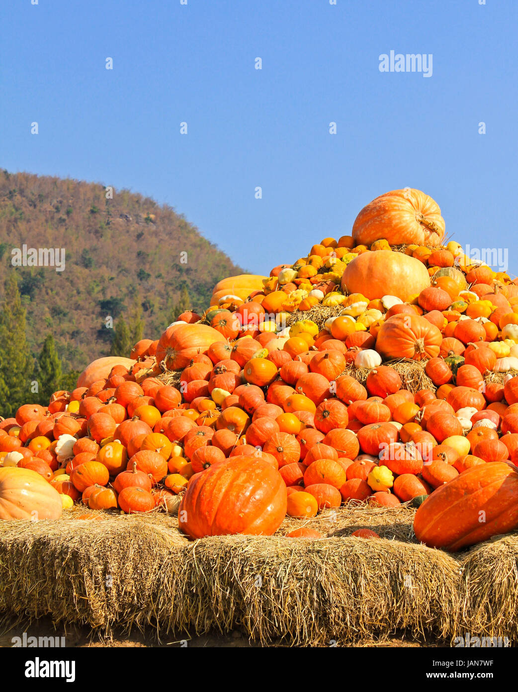 Pumpkins piled on bales of straw on a sunny day Stock Photo - Alamy