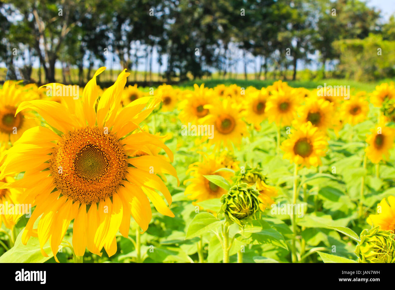 Sunflowers in the field Stock Photo - Alamy
