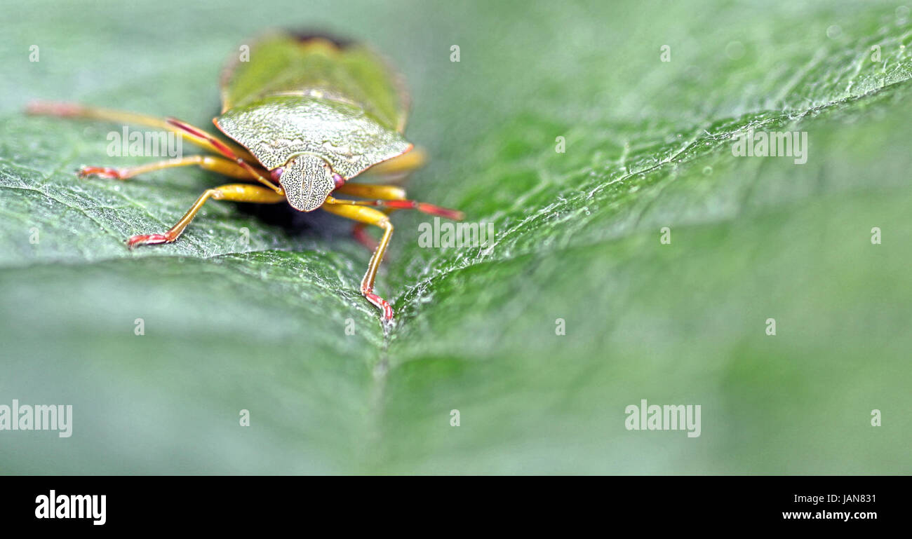 green shield bug [palomena prasina] Stock Photo