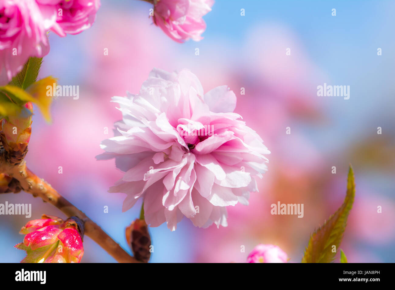 Macro of a pink cherry blossom Stock Photo - Alamy