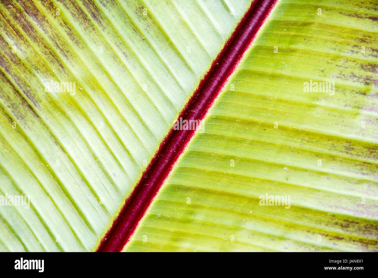 Aabstract organic texture background of a green leaf Stock Photo